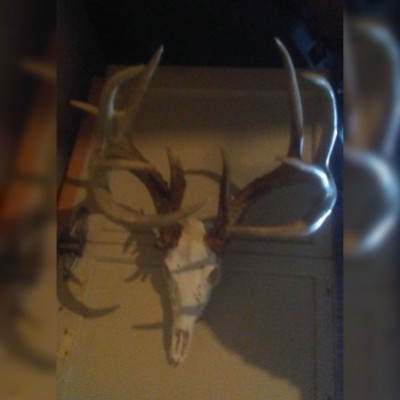 Galler image